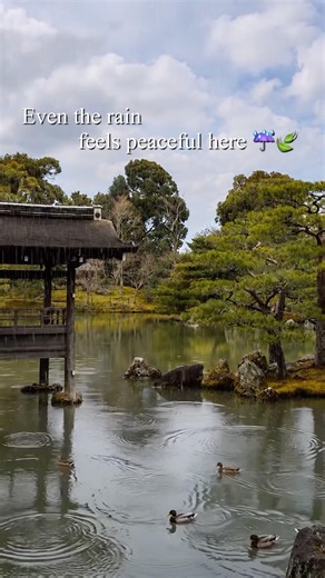 Rainy Japanese Garden 🌧️ Relaxing Rain & Rainbow Serenity #shorts