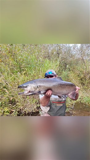 BIG King Salmon caught bank fishing