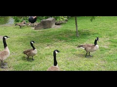 Canada Geese: The Most Peaceful Birds by the Water