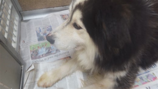 14K views · 570 reactions | This is SArge a 6 year old N/M Malamute mix. He is good with children and other dogs. He is housebroken. He is like a big teddy bear! He is up for adoption at the TLC Animal Shelter Homer Glen Il. | Tender Loving Care Animal Shelter | Facebook