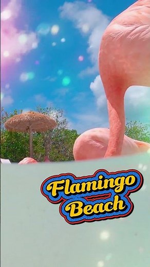 Top 5 Beaches You MUST Visit in Aruba 🇦🇼