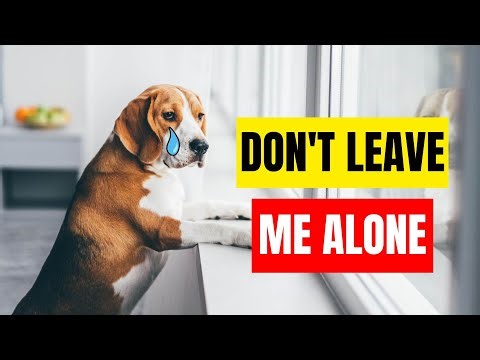 Never Leave Your Dog ALONE Without Doing this!