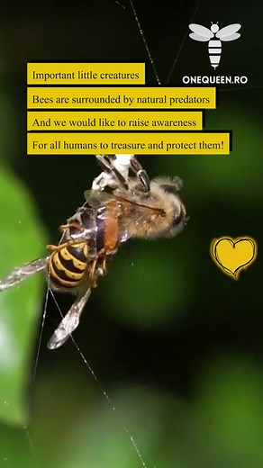 Bees are surrounded by natural predators like spiders and wasps and we as humans should treasure and protect them at all costs 🐝🧡 #bees #bijen #bienen #api #abejas #onequeen 👑