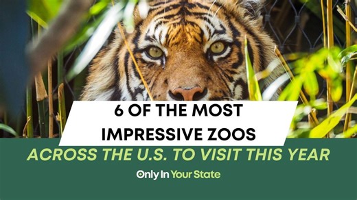 6 of the most impressive zoos across the US to visit this year