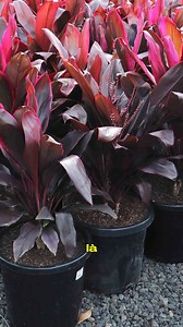 Cordyline : pourquoi cette plante sacrée est adorée dans le monde entier Pour vos plantes ( 225) 0173838463 #germeo #plantes #pepinieres | Germeo
