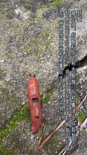 蛞蝓学名 Agriolimax agrestis Linnaeus腹足纲，柄眼目，蛞蝓科。又称水蜒蚰。俗称 鼻涕虫或黏黏虫。寄主 草莓、甘蓝、花椰菜、白菜、瓢儿白、菠菜、莴苣、牛皮菜、茄子、番茄、豆瓣菜、青花菜、紫甘蓝、百合、豆类等农作物及杂草。为害特点 取食草萄叶片成孔洞，或副食草萄果实，影响商品价值。是一种食性复杂和食量较大的有害动物。#蜗牛🐌 #行走山水间 #大自然的馈赠 #万物生长