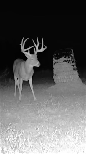 Monster buck on the trail camera! Free range south Texas giant #moultrie #moultrieproducts