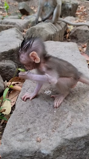 18K views · 177 reactions | Lovely baby monkey  #monkey #babymonkey #reelvideos #photographychallenge | Donald KH3 | Facebook
