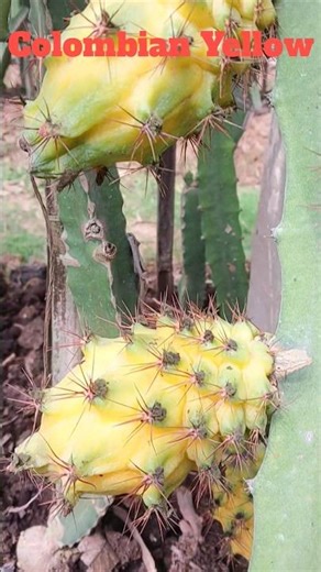 Colombian Yellow Altime Dragon Fruit Variety. #farming #gardening #nature #ariagrofarm .