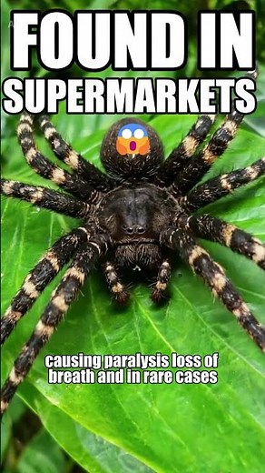 The World's Most Venomous Spider Hides In Your Bananas 🍌☠️ #shorts #wildlife #facts