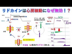 心電図：暗記からの卒業 111話 抗不整脈薬（Ib群）