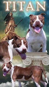 1.4K views · 44 reactions | ADOPTED ~~⚡️His name may be the...