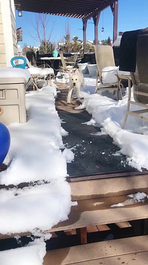 the infamous Leo snow slide ❄️ | Leo the Cream