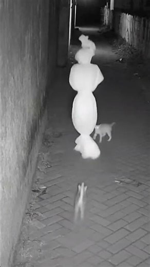 kucing vs pocong #cat #funnycats #funny