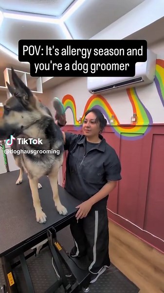 The Struggles of Dog Grooming During Shedding Season