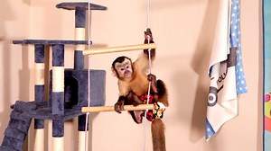 Capuchin Monkeys have fun in their play room jumping and swinging around! Monkey Happy gets excited in this video and shows off for Monkey Meela by doing some big jumps. | MonkeyBoo