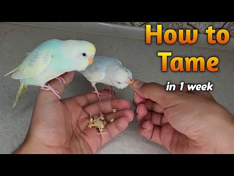 How to Tame a Budgie FAST – 4 Secret Tricks for Beginners!