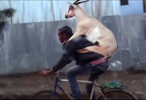 Gone viral: Goat riding a man riding a bike