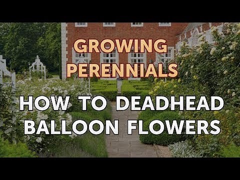 How to Deadhead Balloon Flowers