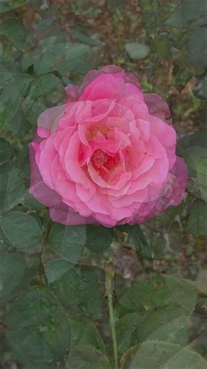 アメリカのバラ「ファースト・プライズ」／AMERICAN ROSE "First Prize"