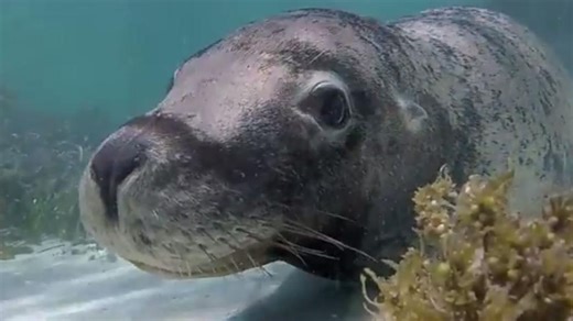 Rottnest through the eyes of Terra Australis