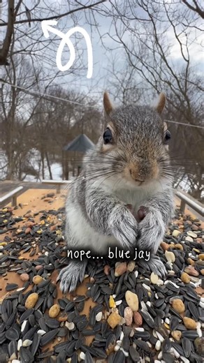 birdbrunch | when you fake a predator call and it actually works. 8 peanuts secured and zero regrets 🐦🥜 #birdbrunch #birdfeeder #squirrel #bluejays... | Instagram