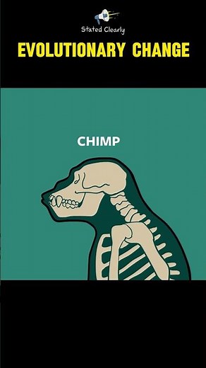 The Most Important Events in Evolution