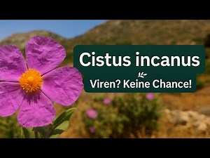 „Cistus incanus – Das vergessene Superkraut gegen Viren, Entzündungen & den Herbstblues“ 🌿