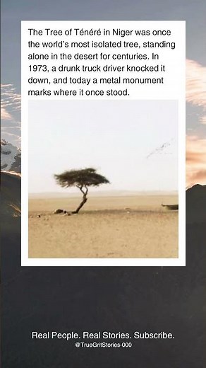 Lonely Tree Lost in Desert