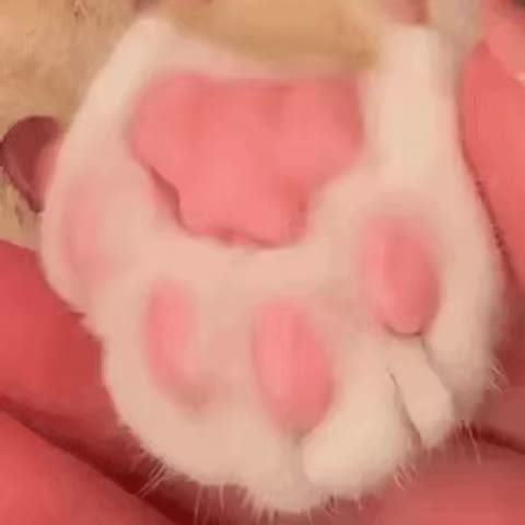 Adorable Kittens in Action