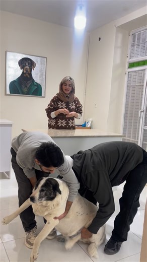 ‎کلینیک حیوانات خانگی فلامینگو‎ on Instagram‎: "واکسن سالیانه رو چدی بگیرید 🙂🦩🩷 #خورشید #عشق"‎