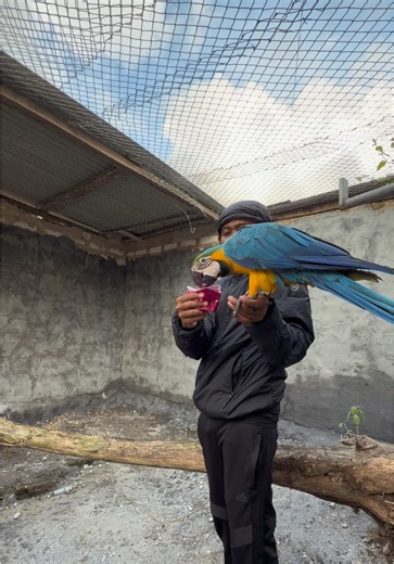 Training Boomerang Birds Indoors: A Guide