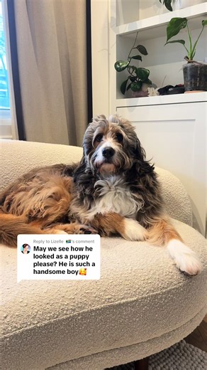 Meet Ficus: The Adorable Bernedoodle Puppy