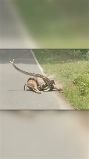 Man Saves a Deer From a Python Using a Stick!