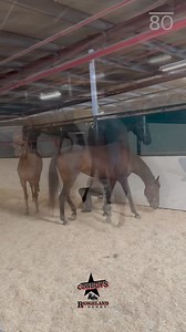 Chuckwagon 101: Hauling down the Chuckwagon Trail 'It takes a village' is an accurate saying when it comes to hauling down the chuckwagon trail each year! Ever wonder just how much goes into it? Dallas Dyck gave us some insight into hauling down the road and barn setups along the way! #CalgaryStampede #Stampede2024 #CowboysRangelandDerby #ChuckwagonRacing D&A Racing | Calgary Stampede Chuckwagons & Relay