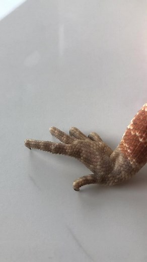 Happy dance time#fyp #gecko #daygecko #reptile #dragon #lizard #geckos #beardeddragon #animalsoftiktok #pet #dance