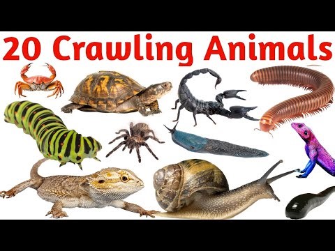 Crawling Animals Name in English | Learn #Crawling Animals for Kids | Reptiles & Creeping Animals