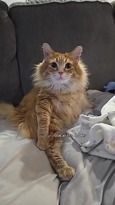 59K views · 4K reactions | Walter is my muse  #cat #pet #cuteanimal #cutecat #cute #catvideos #cutepet #animals | Walter the Catt | Facebook