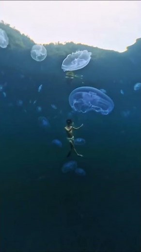 Swimming with Moon Jellyfish, Siargao, TruTravels from Orty F. 🇵🇭