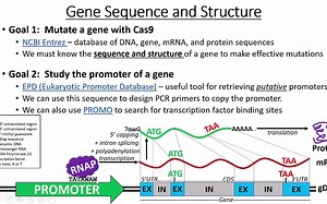 为准备表达的基因上加上合适的启动子Promoter Sequence