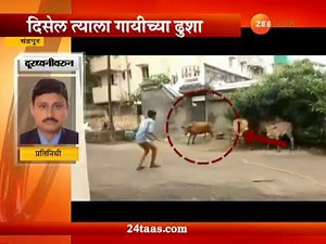 व्हिडिओ : दिसेल त्याला धडका देणाऱ्या गाईला असं केलं जेरबंद
