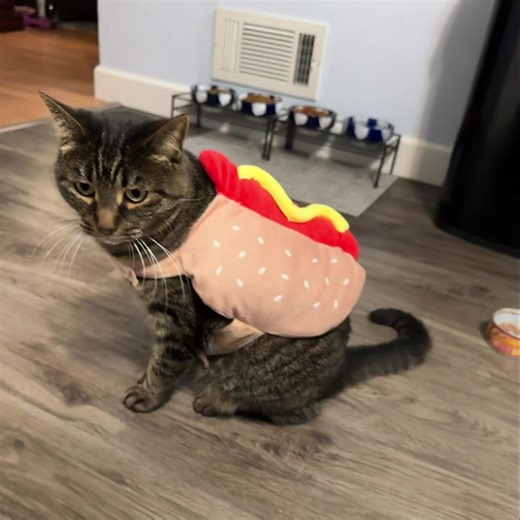 23 reactions | It’s Halloween Week!!! This week’s public shows: Thursday: ALL HALLOWS’ EVE… EVE!! Trio @ The Grove, Spring Grove, IL 6:30pm Friday: HALLOWEEN!! JB @ Player’s Pub, Menomonee Falls, WI 9:00pm Saturday: HALLOWEEN PARTY!! Drum Trio @ Belfast Station, Sussex, WI 8:00pm | Judson Brown Band | Facebook