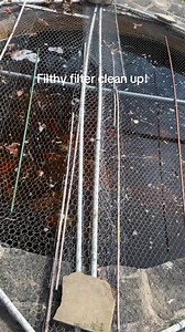 This is some maintenance we done on this nice little goldfish pond! It’s an old kockney koi filter that does a good job, but needs to be cleaned regularly. As you can see this pond gets lots of leaves in so we need to keep on top of it to avoid the per another’s going all over the shop! Cleaned it all up, done the waterfall and the pump and we are good to go! Hope this is interesting and showed you how to clean a box filter and how to clean a pond pump! #pond #goldfish #koi #koipond #maintenance