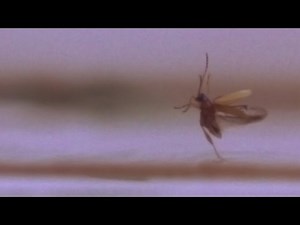 Studying These Bugs Led Researchers to Discover an Entirely New Mode of Insect Flight