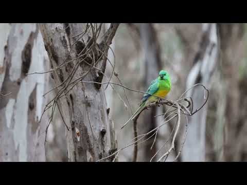 QuickBird: Red-rumped parrot