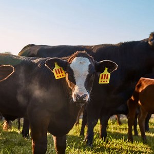 MSCHF pre-sells a cow as 1,200 burger patties and 4 handbags