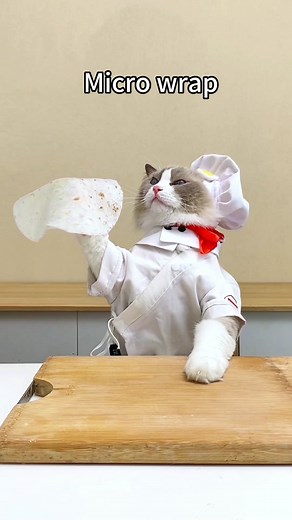 Average Size Cat Cooking Video