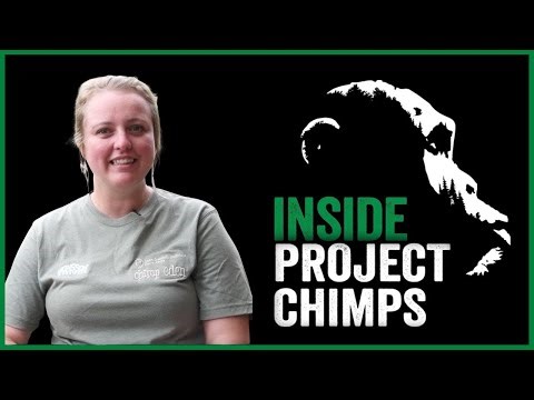 Inside Project Chimps: Oddette from Chimp Eden Visits