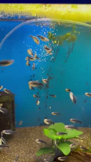 Black Diamond Neon Tetras: The Perfect Addition to Your Tank