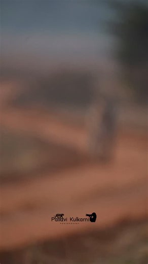 Pallavi Kulkarni | How I find peace in the chaos… Collarwali with Muntjac kill calling her cubs this morning. #nikon #wildlifephotography #nikonphotography... | Instagram